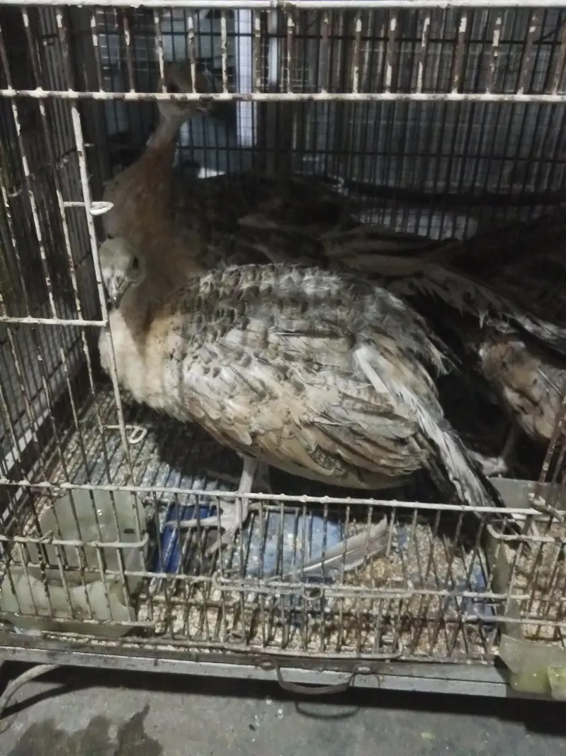pece pecock age 4 5 month — photo 3