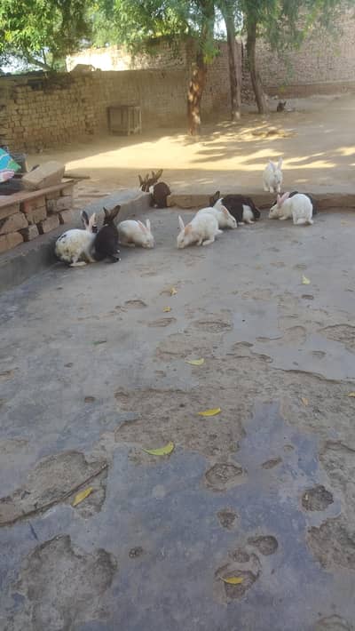 Rabits for sale