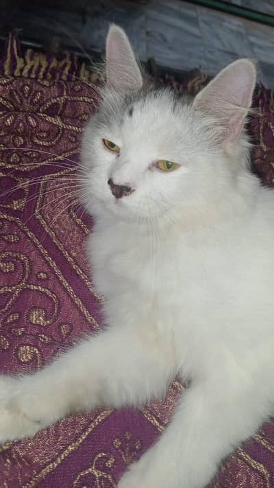 persain male kitten available for sale in okara city