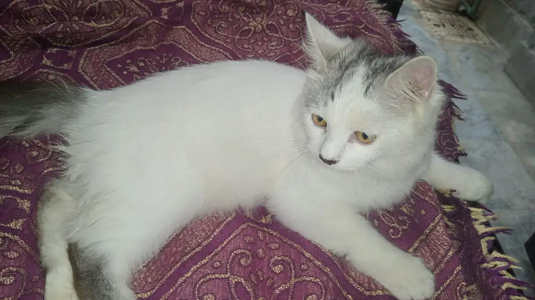 persain male kitten available for sale in okara city — photo 2