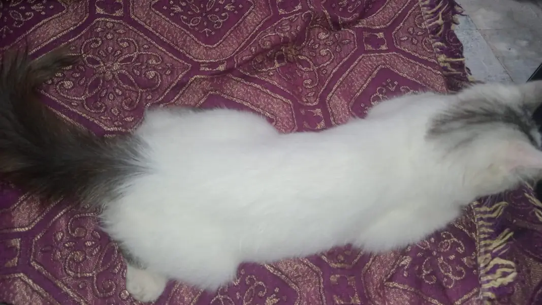 persain male kitten available for sale in okara city — photo 3