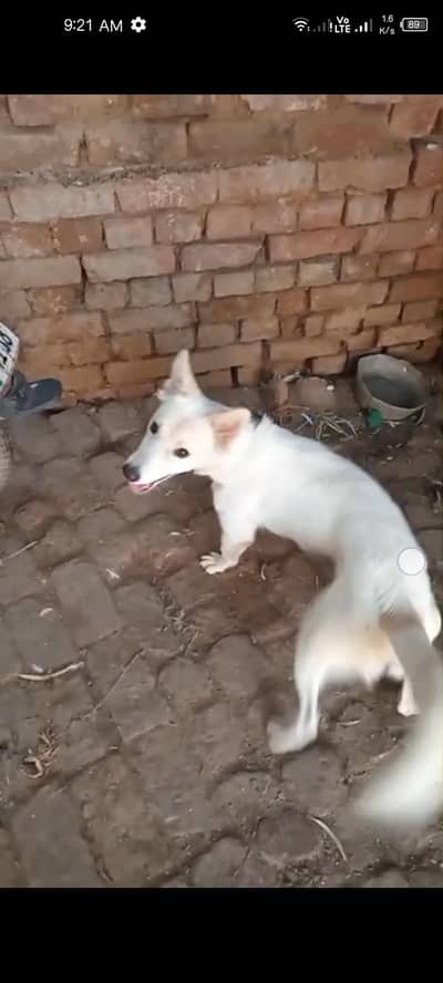 Russian and bagiari cross dog axchange bhi kar skate hai or sale bhi