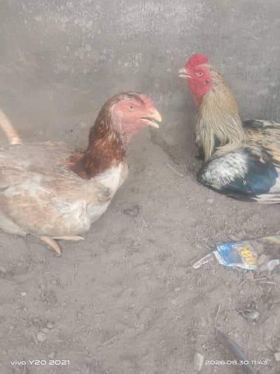 aseel jorha murghi imported breed ha or murgha jawa ha mian wali ka