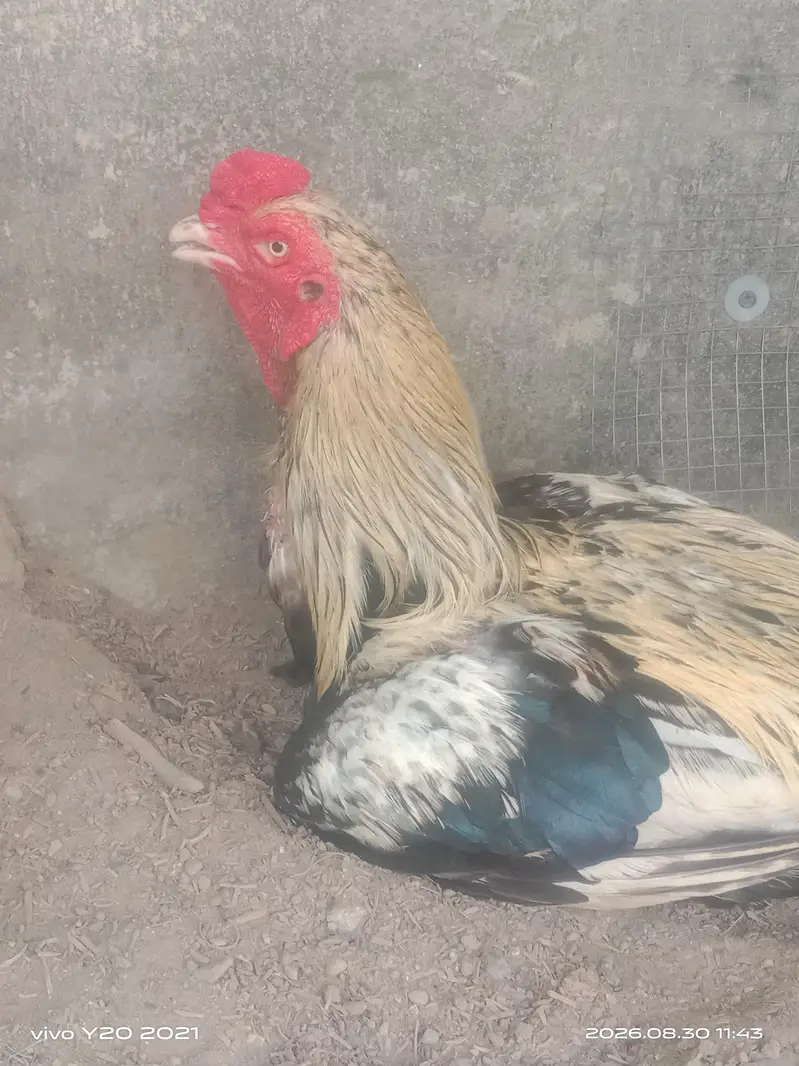 aseel jorha murghi imported breed ha or murgha jawa ha mian wali ka — photo 2