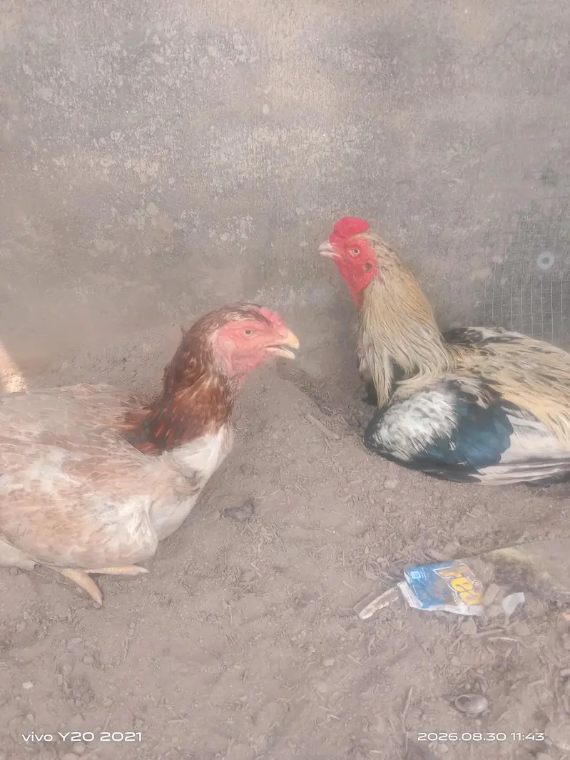 aseel jorha murghi imported breed ha or murgha jawa ha mian wali ka — photo 3