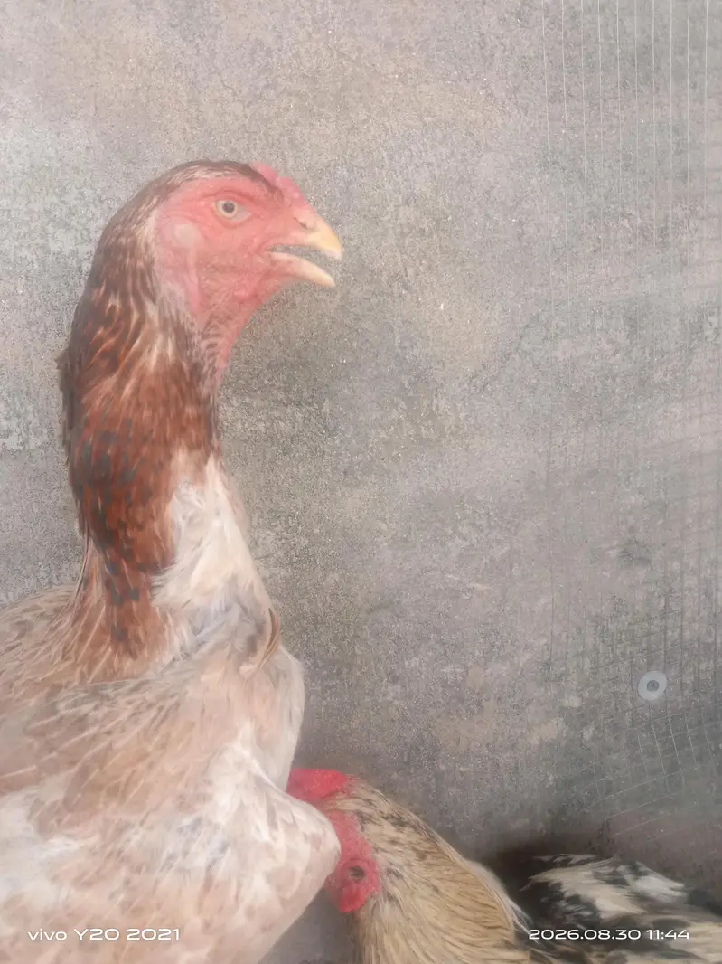 aseel jorha murghi imported breed ha or murgha jawa ha mian wali ka — photo 4
