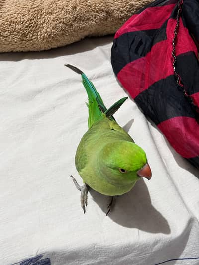 Tota for sale