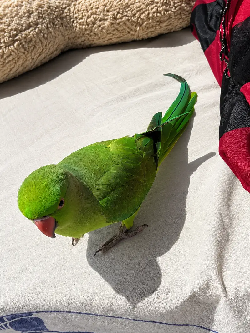 Tota for sale — photo 3