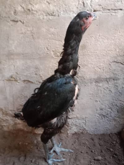 aseel murgi 2kg . 03330031118 contact number