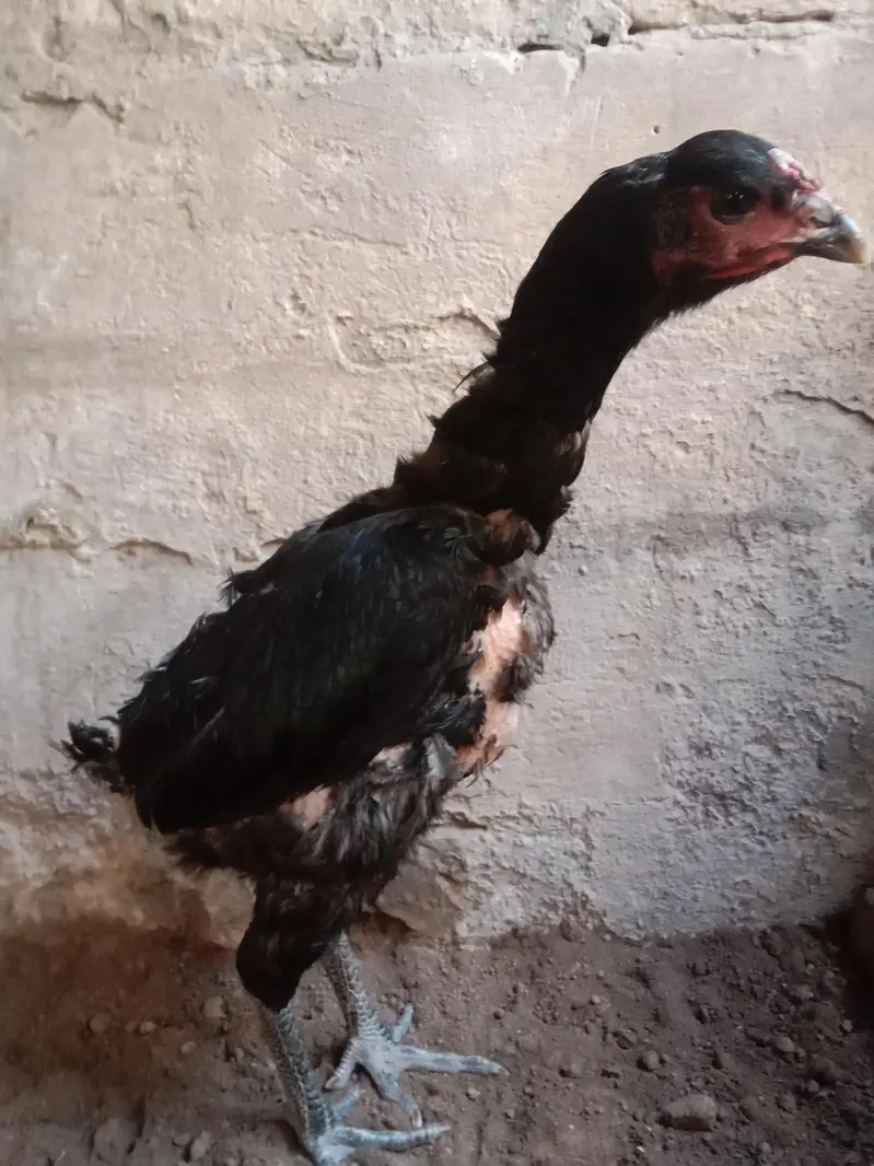 aseel murgi 2kg . 03330031118 contact number — photo 2