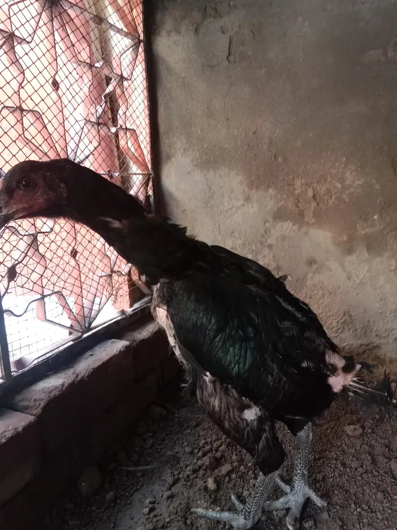 aseel murgi 2kg . 03330031118 contact number — photo 3