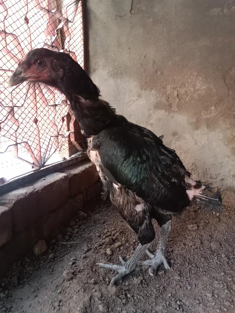 aseel murgi 2kg . 03330031118 contact number — photo 4