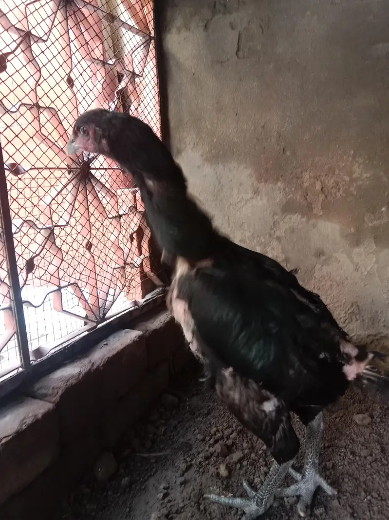 aseel murgi 2kg . 03330031118 contact number — photo 5