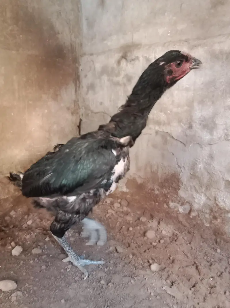 aseel murgi 2kg . 03330031118 contact number — photo 6