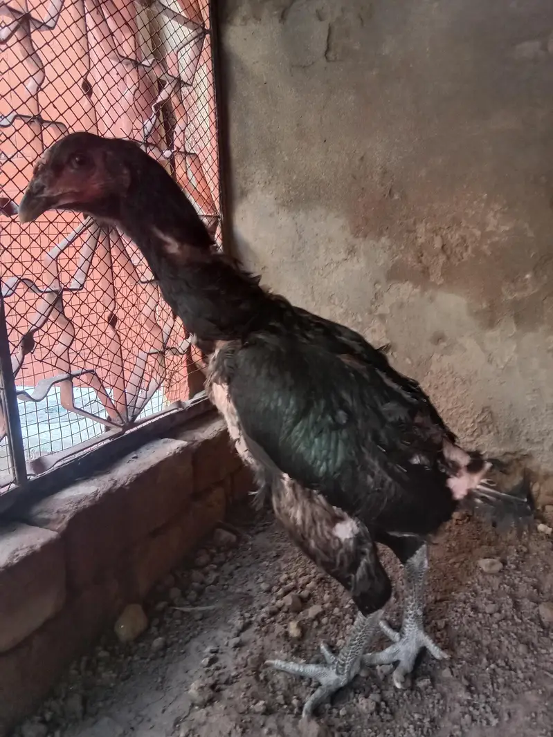 aseel murgi 2kg . 03330031118 contact number — photo 7