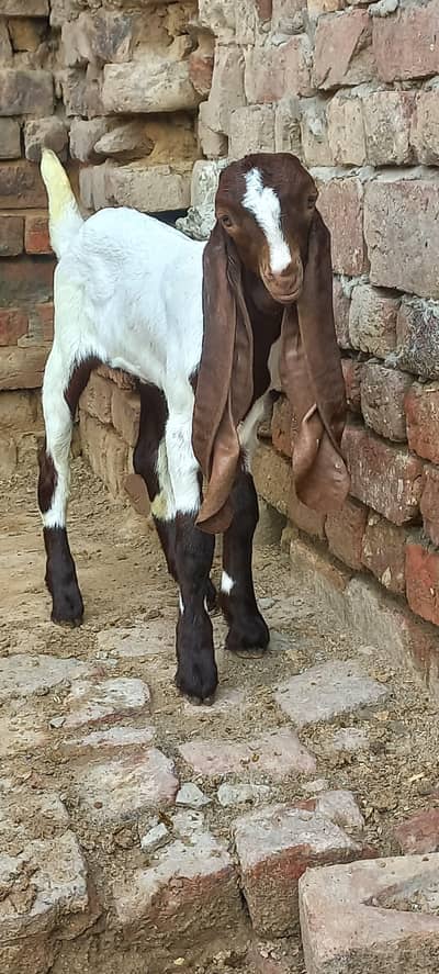 aik Bakri ha phelay sua sui ha sat me bacha ha femil