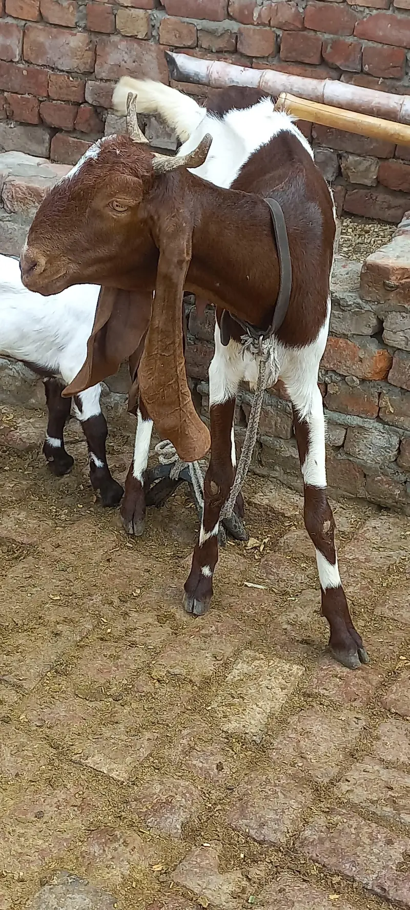 aik Bakri ha phelay sua sui ha sat me bacha ha femil — photo 2