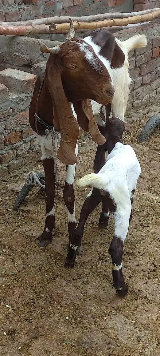 aik Bakri ha phelay sua sui ha sat me bacha ha femil — photo 3
