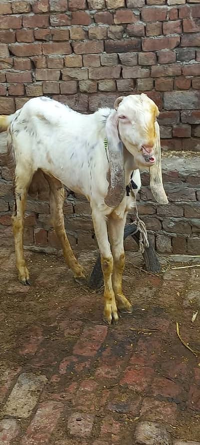 aik Bakri ha with rang ka bukht kubsurt ha