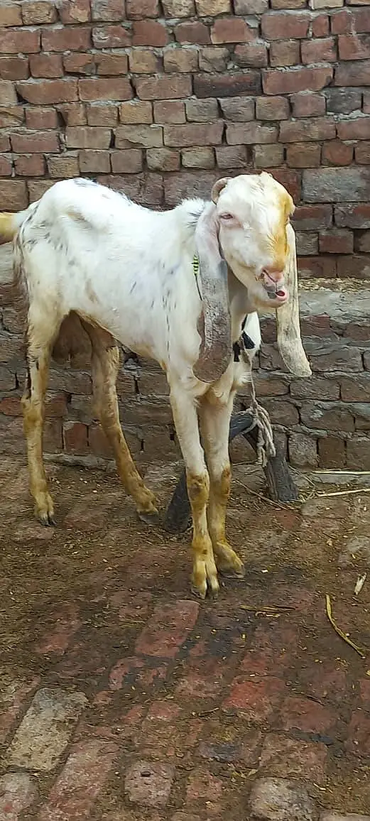 aik Bakri ha phelay sua sui ha sat me bacha ha femil — photo 4