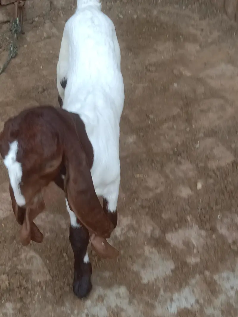 aik Bakri ha phelay sua sui ha sat me bacha ha femil — photo 5