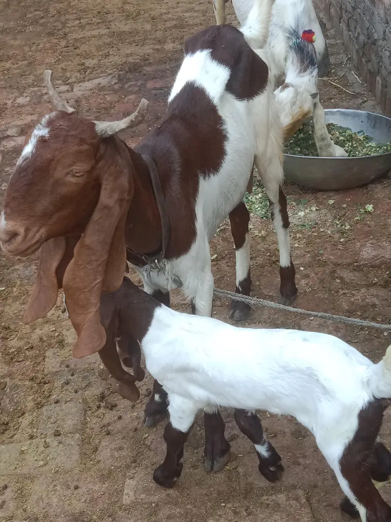 aik Bakri ha phelay sua sui ha sat me bacha ha femil — photo 6
