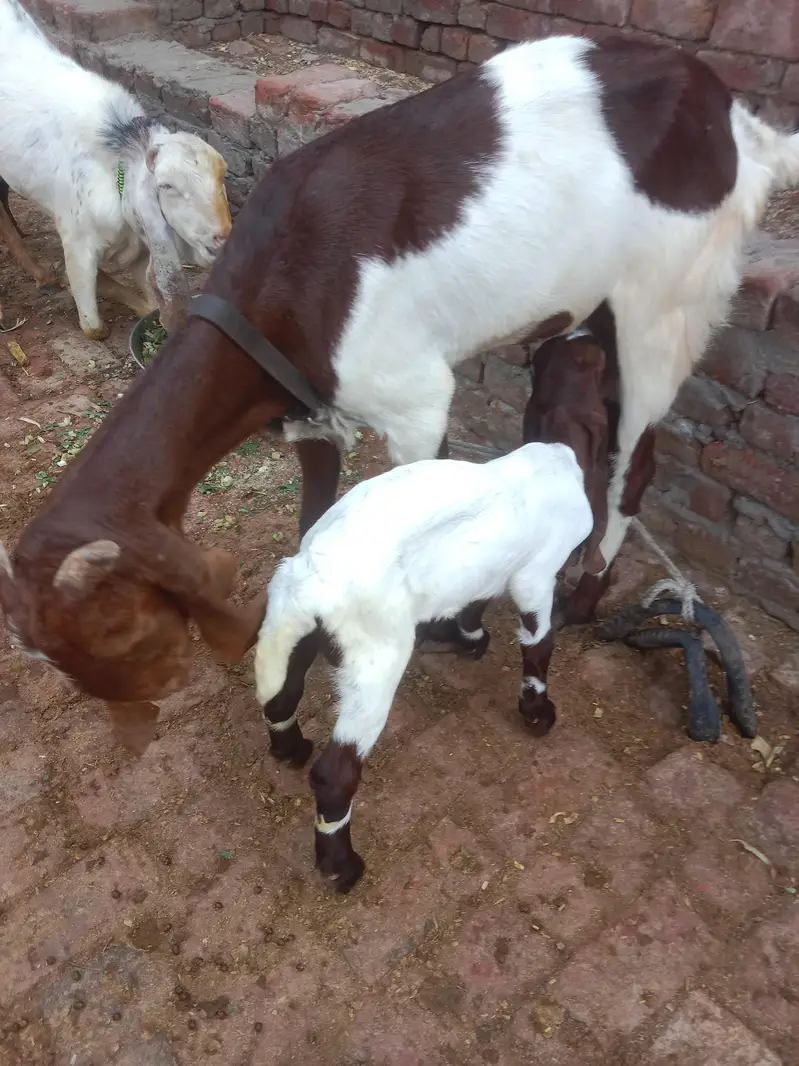 aik Bakri ha phelay sua sui ha sat me bacha ha femil — photo 7