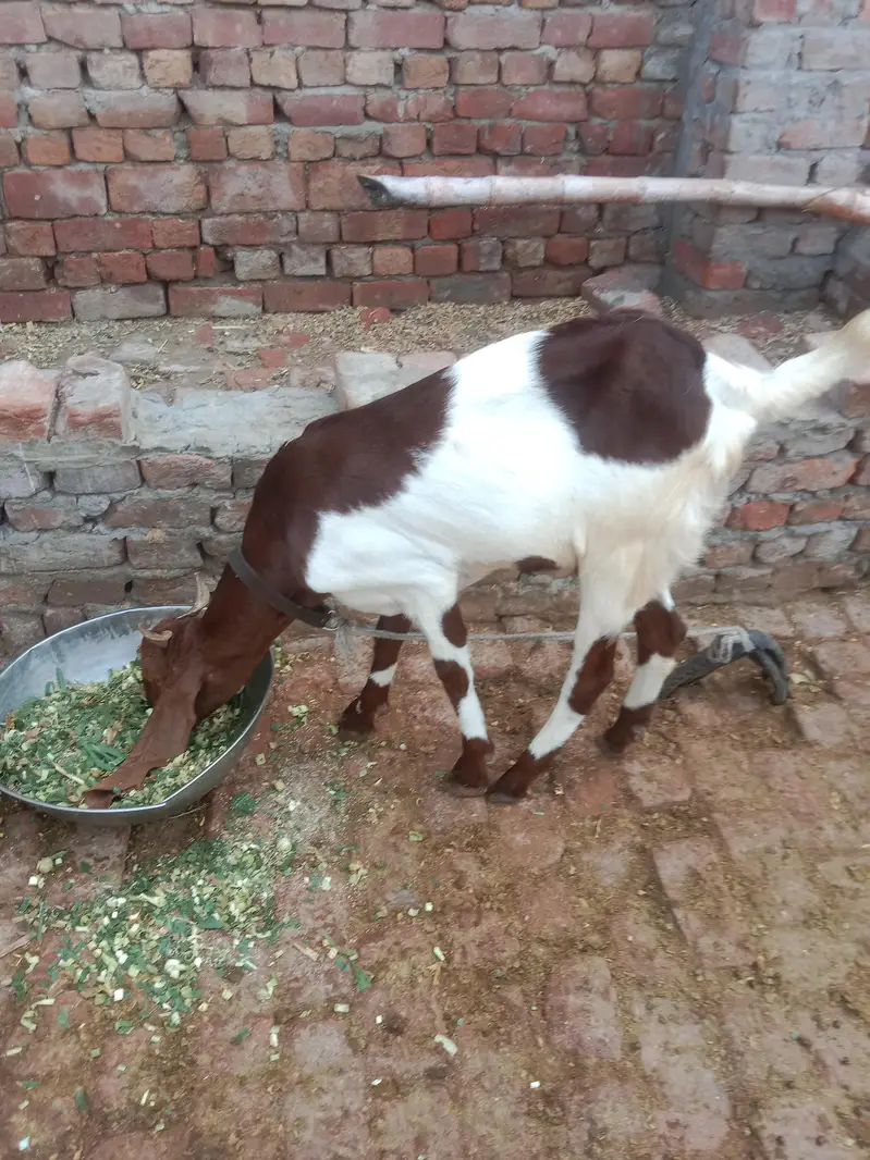 aik Bakri ha phelay sua sui ha sat me bacha ha femil — photo 8