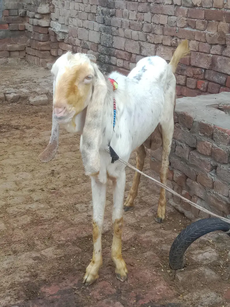 aik Bakri ha phelay sua sui ha sat me bacha ha femil — photo 9