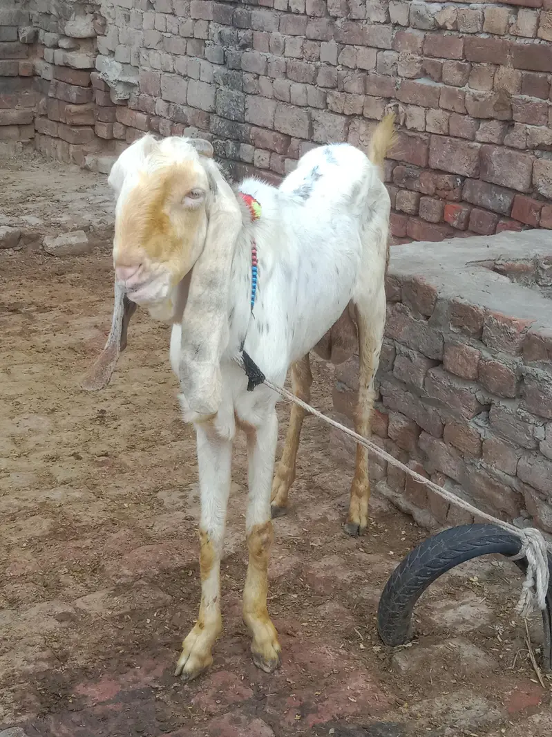 aik Bakri ha phelay sua sui ha sat me bacha ha femil — photo 10