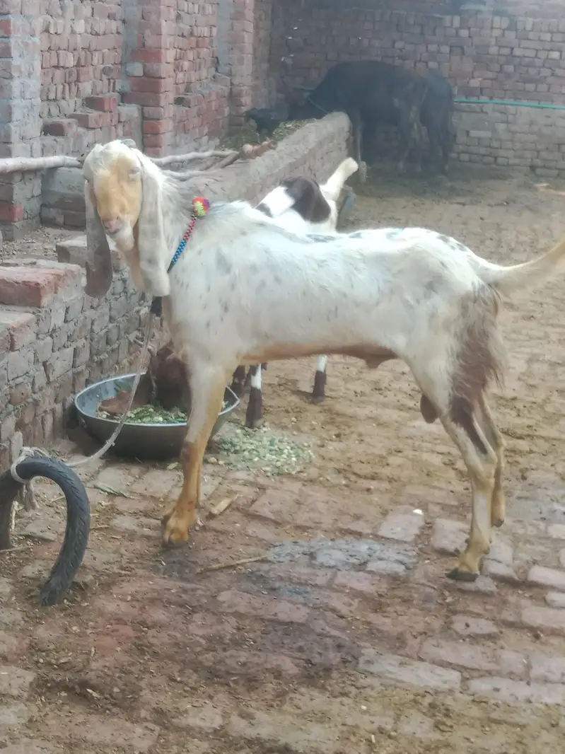 aik Bakri ha phelay sua sui ha sat me bacha ha femil — photo 11