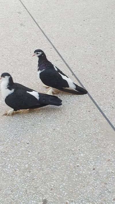 Black sharzi breder pair for sale