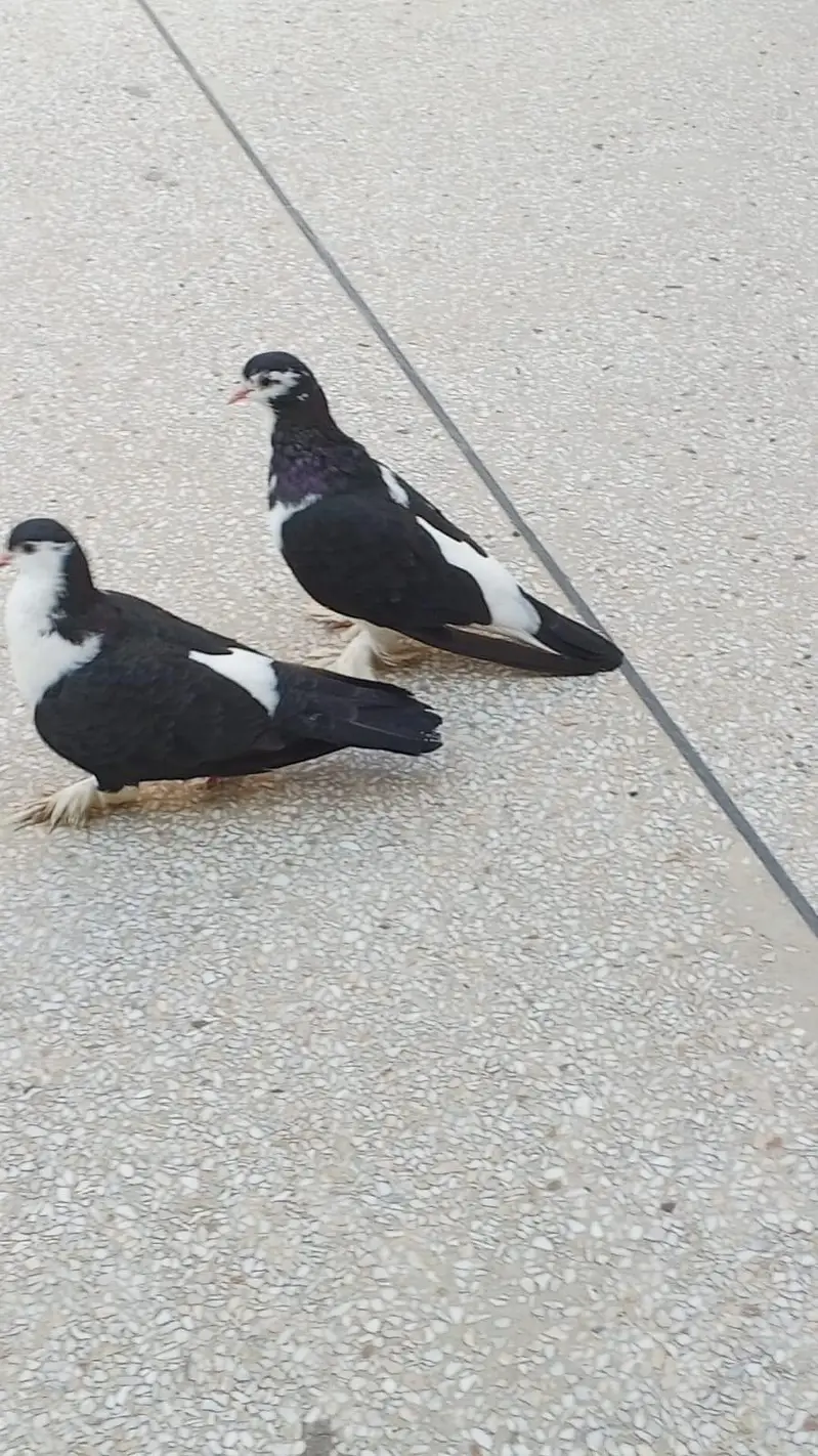 Black sharzi breder pair for sale