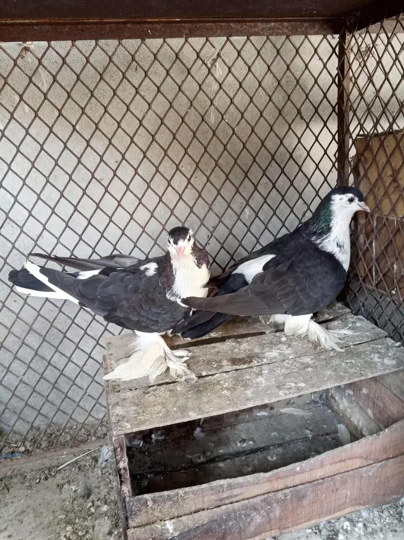 Black sharzi breder pair for sale — photo 2