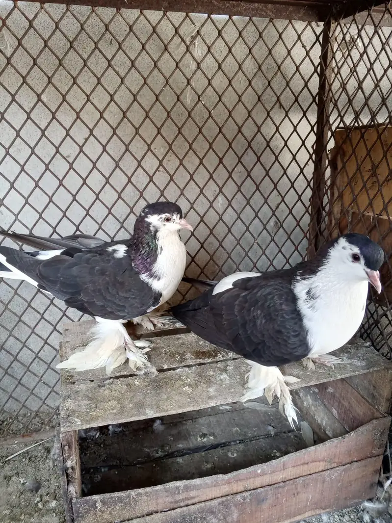 Black sharzi breder pair for sale — photo 3
