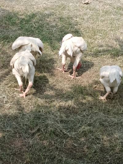 healthy active 3 aseel pathay for sale