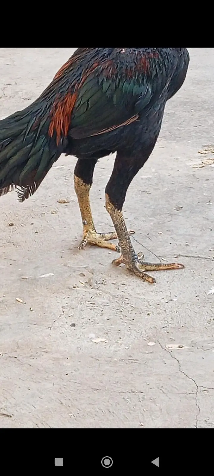 Aseel thai pokey  patha — photo 5