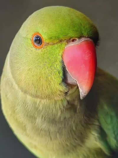 Green Parrots