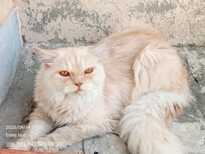 Munchkin & Persian Pair for Sale