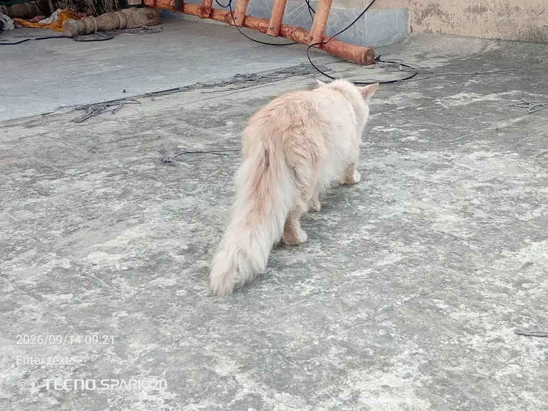 Munchkin & Persian Pair for Sale — photo 2