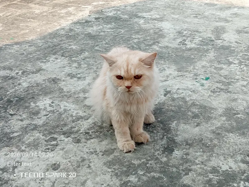 Munchkin & Persian Pair for Sale — photo 3