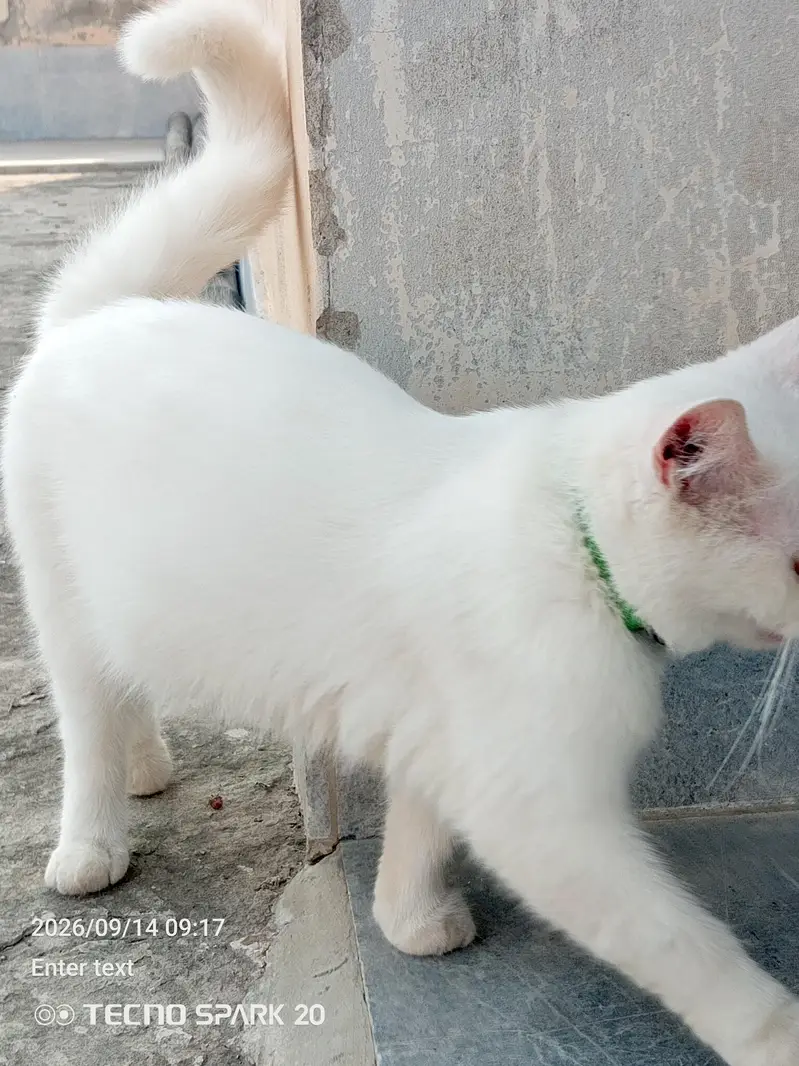 Munchkin & Persian Pair for Sale — photo 4