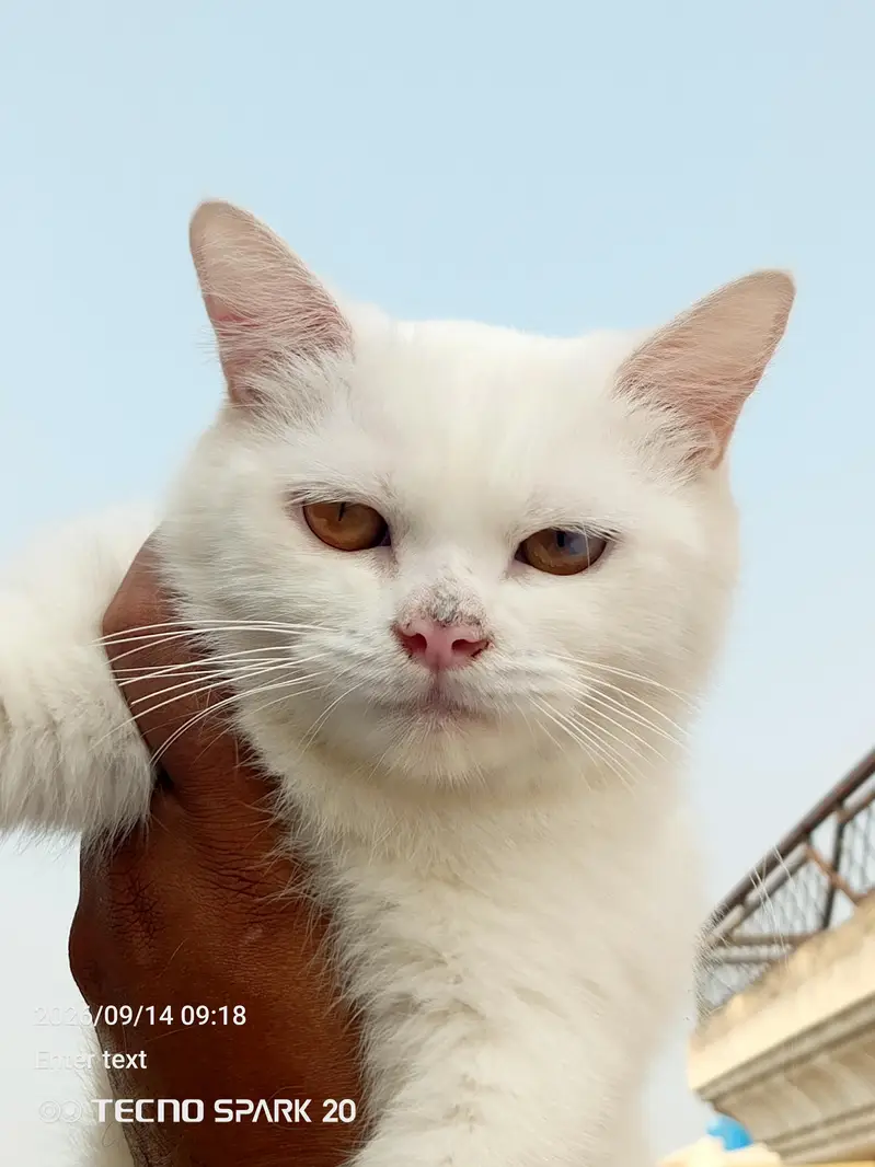 Munchkin & Persian Pair for Sale — photo 5