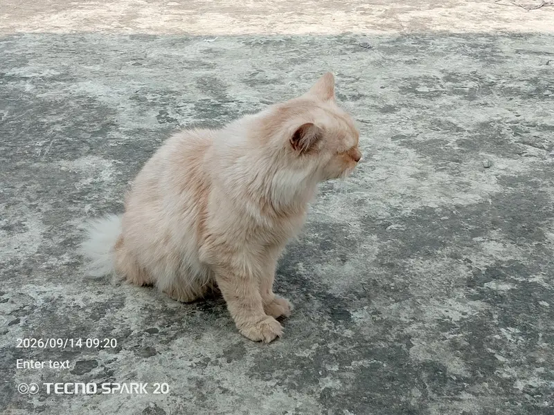 Munchkin & Persian Pair for Sale — photo 6