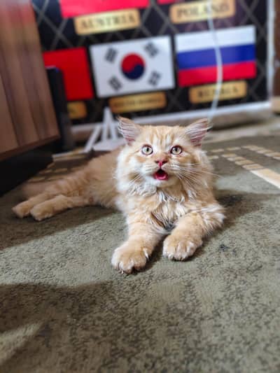 Persian Cat full long hair Male 2 month old yellow color