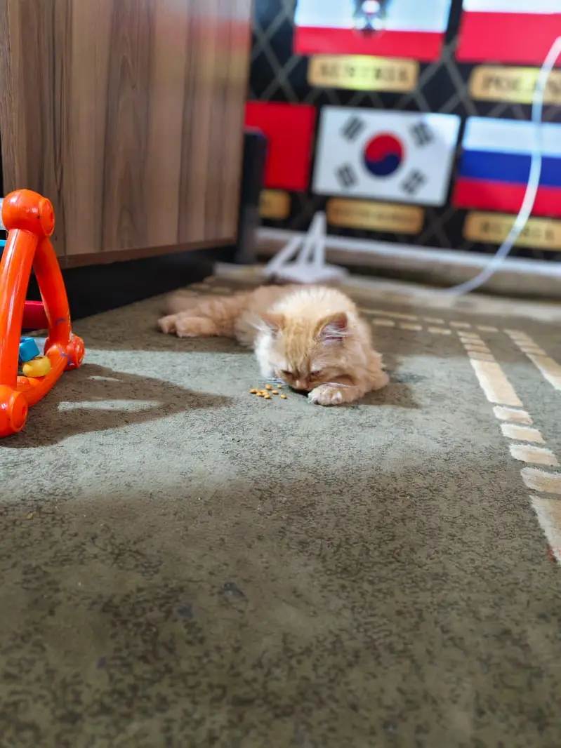 Persian Cat full long hair Male 2 month old yellow color — photo 2