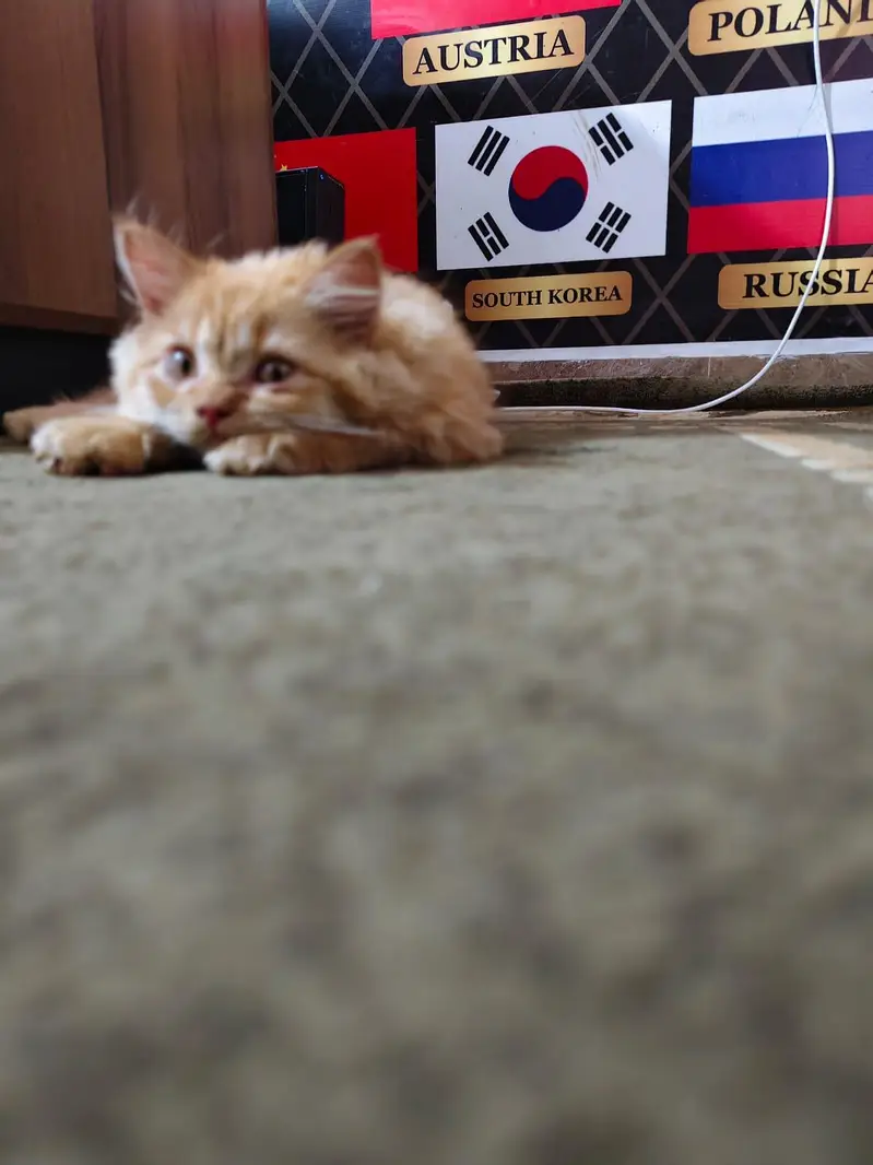 Persian Cat full long hair Male 2 month old yellow color — photo 3