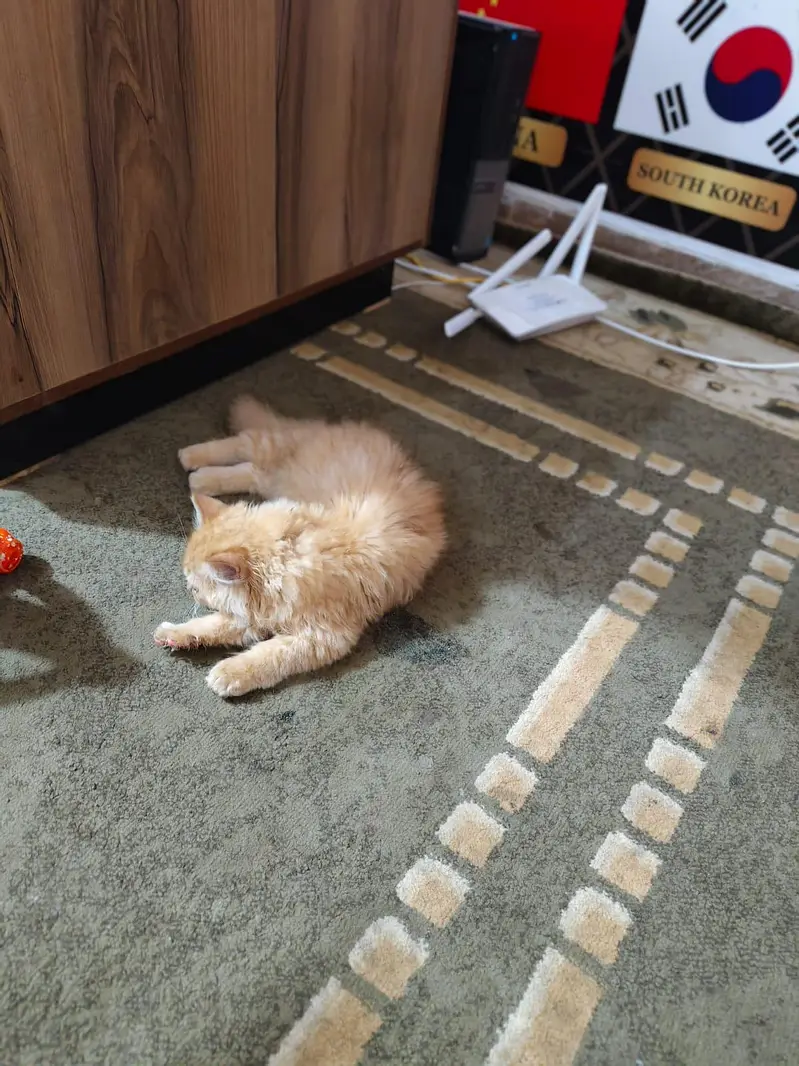 Persian Cat full long hair Male 2 month old yellow color — photo 4