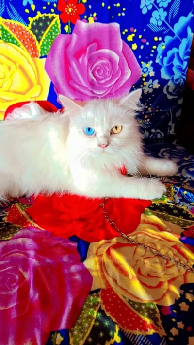 cat for sale