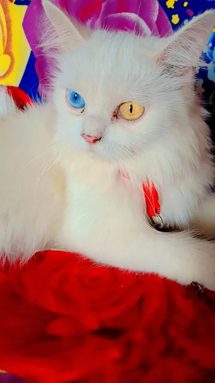 cat for sale — photo 2